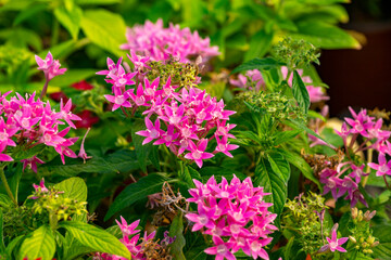 Obraz premium Pentas lanceolata, commonly known as Egyptian starcluster, is a species of flowering plant in the madder family, Rubiaceae that is native to tropical Africa from Sudan to Democratic Republic of the Co