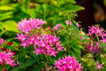 Obraz premium Pentas lanceolata, commonly known as Egyptian starcluster, is a species of flowering plant in the madder family, Rubiaceae that is native to tropical Africa from Sudan to Democratic Republic of the Co