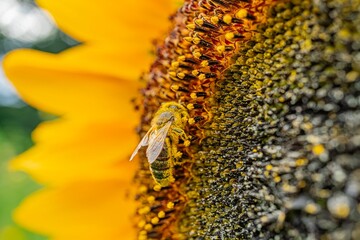 Close-up of a sunflower with a bee in flight against its petals Bright, radiating petals...