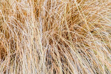 Close-up of dead brown grass with individual blades, contrasting background, slight shadow, realistic style, natural lighting a