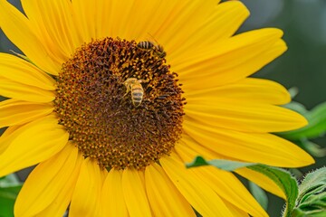 Close-up of a sunflower, vibrant yellow petals, dark brown center with seeds, bee in flight, outdoor setting field or garden, natural lighting early morninglate afternoon, shallow depth of field