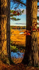 Autumnal view through trees