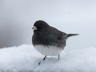 Dark-Eyed Junco