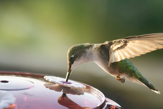 Hummingbird