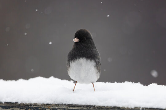Dark-Eyed Junco