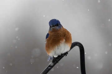 Wintertime Blue Bird