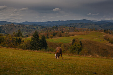Obraz premium Beautiful horses grazing in Carpathian mountians in early autumn, Ukraine