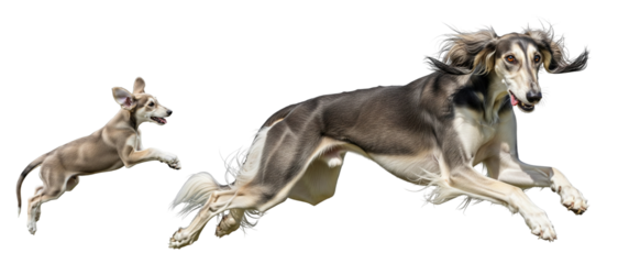 A saluki puppy and an adult dog leap playfully in the air, showcasing their energy and agility. The scene is set against a plain background, emphasizing their movements.