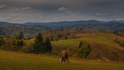 Beautiful horses grazing in Carpathian mountians in early autumn, Ukraine