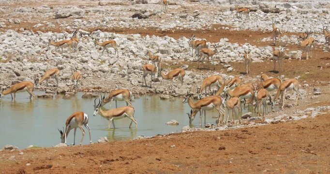 4K video; Herd of Springbok (Antidorcas marsupialis) antelope at a waterhole, in Etosha National Park Namibia