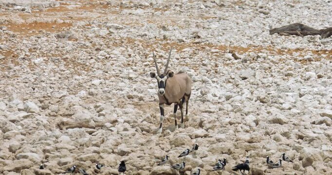 4K video. Two Gemsbok antelopes (Oryx gazella) walking towards the camera and a waterhole, Namibia