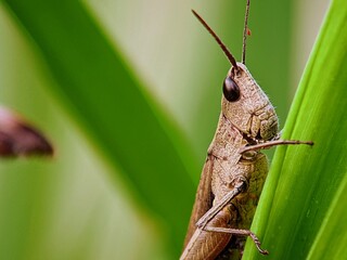 Mini Predator: Grasshopper (Caelifera) in Natural Habitat for Educational Material