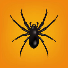Spider Border Isolation Orange Background