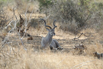 Fototapeta premium Greater Kudu bull with spiral horns resting in Kruger National Park, South Africa. Iconic African antelope.