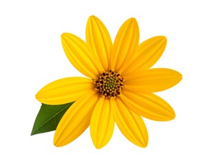 Obraz premium Close-up of a bright yellow flower with green leaf