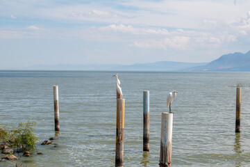 Two white egrets resting on poles in Lake Chapala near Jocotepec, Jalisco, Mexico