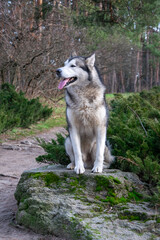 Obraz premium A large fluffy dog enjoys a sunny day sitting on a rock in a peaceful forest filled with greenery and trees