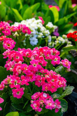 Kalanchoe, is a genus of about 125 species of tropical, succulent plants in the stonecrop family Crassulaceae, mainly native to Madagascar and tropical Africa. A Kalanchoe species was one of the first