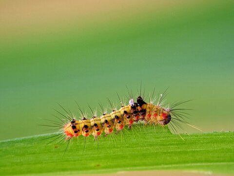 Beware! Hairy Yellow Caterpillars Crawling on Leaf Edges | Life Cycle Visual and Warning