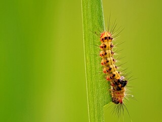 Scientific! Tussock Moth Larvae Bite the Edges of Green Leaves | Agricultural Pest Entomology Study