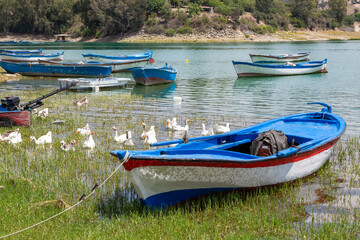 Fototapeta premium A peaceful lakeside scene. Empty fishing boats rest on the shore; white geese float on the water.