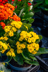 Kalanchoe, is a genus of about 125 species of tropical, succulent plants in the stonecrop family Crassulaceae, mainly native to Madagascar and tropical Africa. A Kalanchoe species was one of the first