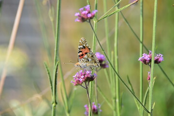 butterfly on a flower - Vanessa Cardui