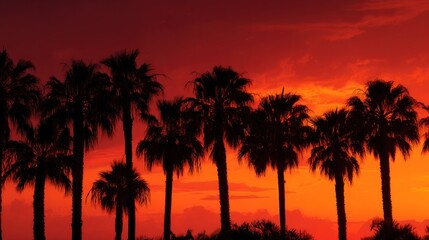 Silhouette palm trees at fiery sunset