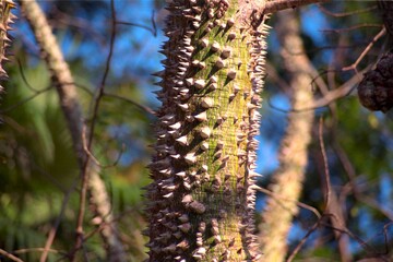Ceiba speciosa (Chorisia speciosa) - Silk-floss Tree Bark
