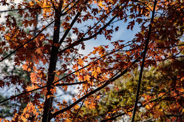 Autumn Leaves 4 2025