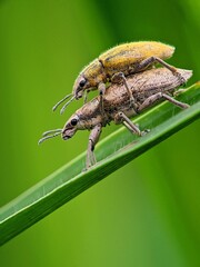 Amazing! A Furry Weevil Pair Mating on a Diagonal Leaf Strip | Visual Contrast in the Wild