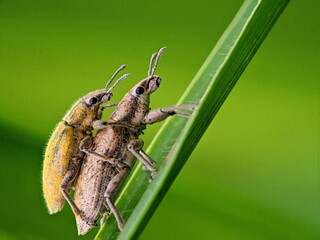 Dramatic! A Furry Weevil Pair Climbs a Vertical Leaf Line | Visual Persistence of the Life Cycle