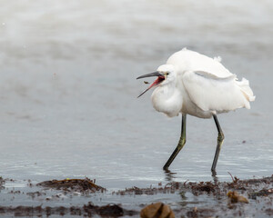 Little Egret (Egretta garzetta) wading in coastal habitat, Hampshire
