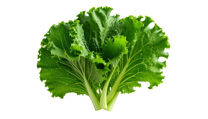 Assortment of Crisp Mustard Greens and Curly Leafy Vegetables, PNG