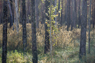 Obraz premium wetland in autumn 