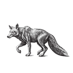 Vintage Engraving Fox Illustration