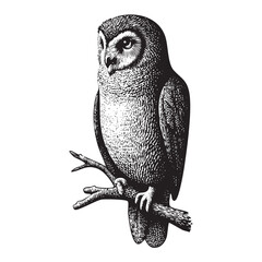 Vintage Engraving Owl Illustration