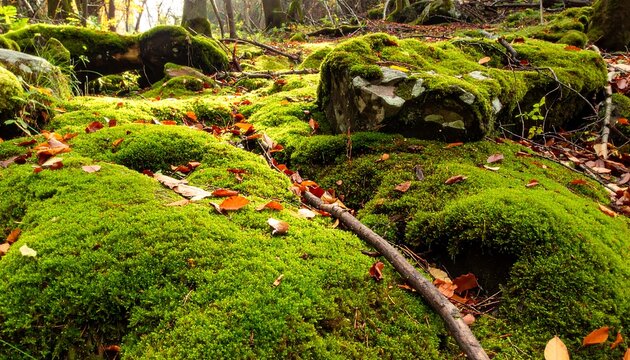 Lush moss blankets forest floor
