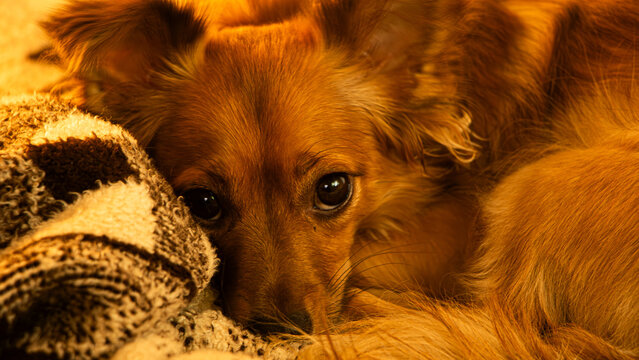Dog Sleeping in a Blanket
