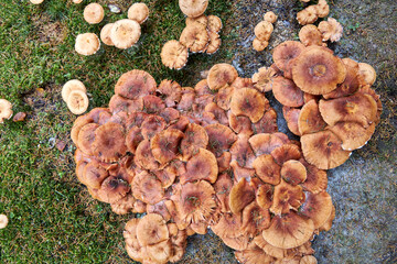 Close-up of wild mushrooms covered with pine needles and autumn foliage. Seasonal forest background, natural texture, perfect for ecology, harvest, organic food, and fall concepts