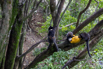 Vitoria do Espírito Santo ES