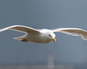 Glaucous Gull (Larus hyperboreus) soaring in coastal habitat, Norfolk
