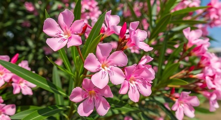 Fototapeta premium Close-up of blossoming pink oleander flowers on green foliage background