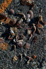 Crabs and shells scattered on a rocky shore washed by the tide during a sunny afternoon