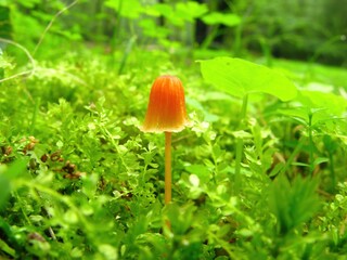 Gerronema fibula, also called No-ran-ik-ki-beoseot, is a tiny yellow mushroom with conical to hemispherical cap, commonly found in mossy forests and gardens. Photographed in Korea.