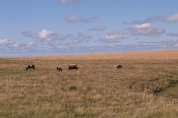 Cattle grazing on a vast green pasture under a clear blue sky in the countryside