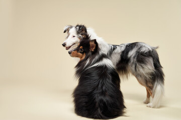 Fototapeta premium Two Shelti dogs sit facing each other, seemingly engaged in an interaction. Their thick, well-maintained coats contrast beautifully against the neutral background.