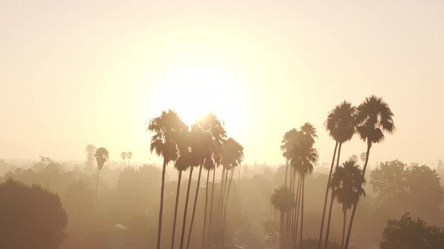 hazy sunrise behind palm tree silhouettes