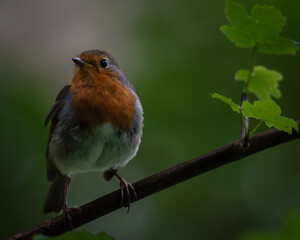 Robin (Erithacus rubecula) perched in woodland habitat, Devon
