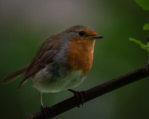 Robin (Erithacus rubecula) perched in woodland habitat, Devon
